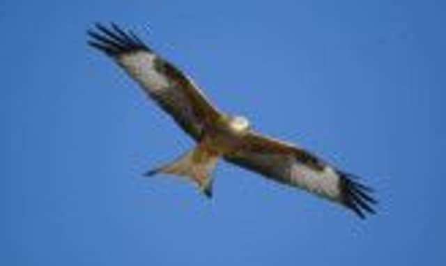 Red Kites are to be tagged under a new Aberdeen University scheme. Picture: TSPL