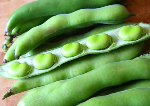 Scientists at Aberdeen University are investigating whether plants such as broad beans could provide an alternative source of protein in Scots diets. Picture: PA