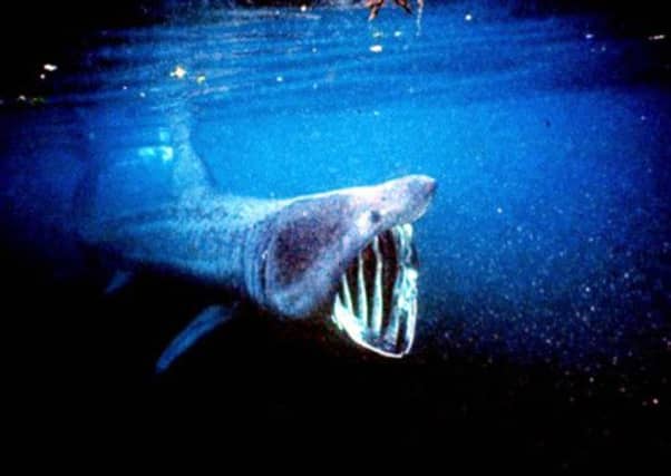 Nearly 30 basking sharks have been tagged off the west coast of Scotland. Picture: PA