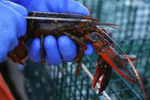 A lobster is checked for size. Picture: Reuters