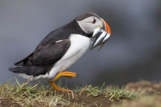 One of the Treshnish puffins grabs a plentiful supply of food. Picture: Nic Davies