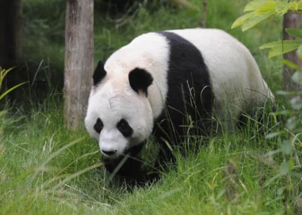 Experts are monitoring Tian Tian to see if she is pregnant. Picture: Esme Allen