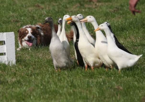 A sheepdog herds Indian running ducks at the Aughton Pudding Festival in Lancaster. Picture: Getty