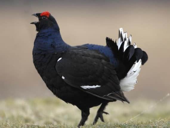 It is hoped that sensitive management of new woodland will boost numbers of black grouse. Picture: Ian Rutherford