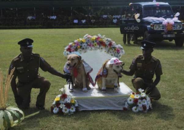 Sri Lankan policemen hold a pair of sniffer dogs as they hold a wedding ceremony in Kandy. Picture: AP