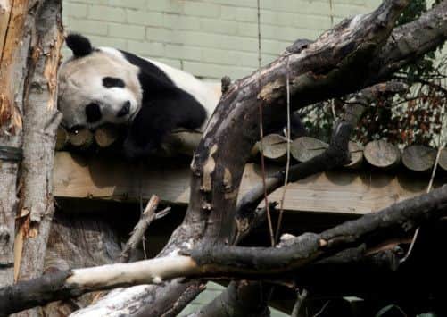 Tian Tian in her enclosure at Edinburgh Zoo. Picture: Hemedia