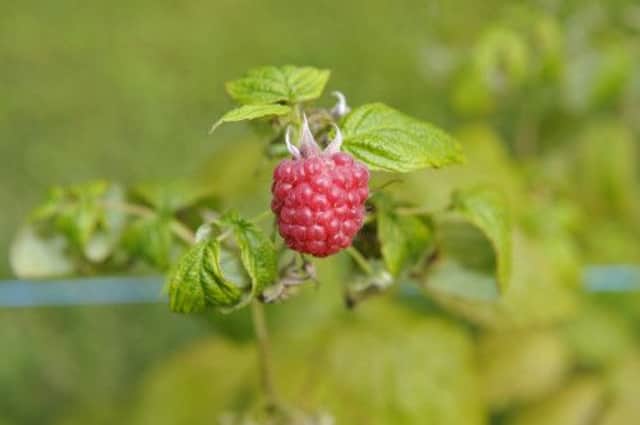 Scottish Natural Heritage is encouraging Scots to pick wild fruit. Picture: submitted