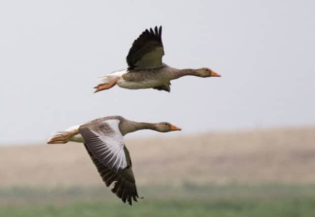 Greylag geese are to go on sale in shops in the Outer Hebrides. Picture: submitted