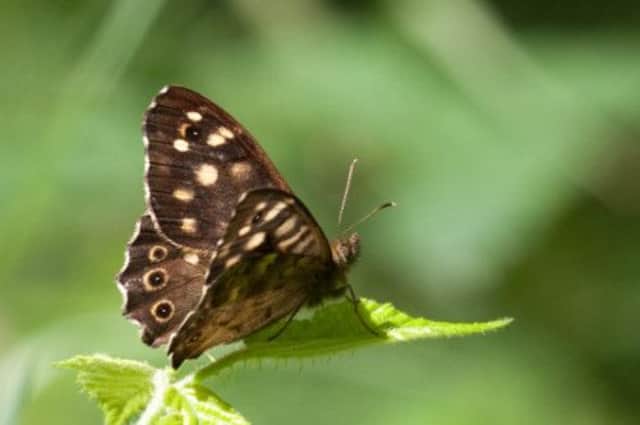Speckled wood, repopulating faster than the average butterfly. Picture: Contributed