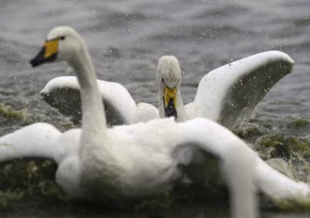 The man believed the swan was a spy. Picture: TSPL