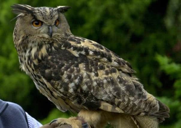 Eagle owls have a wingspan of up to 190cm. Picture: Esme Allen