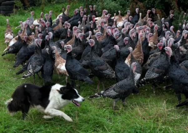 Border collie Lily who helps owner Peter Ritchie to guide 352 free-range turkeys. Picture: Hemedia