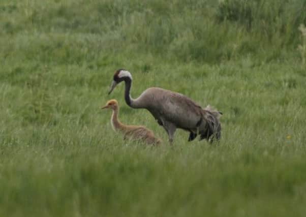 One of the common crane chicks born and reared in Scotland. Picture: RSPB