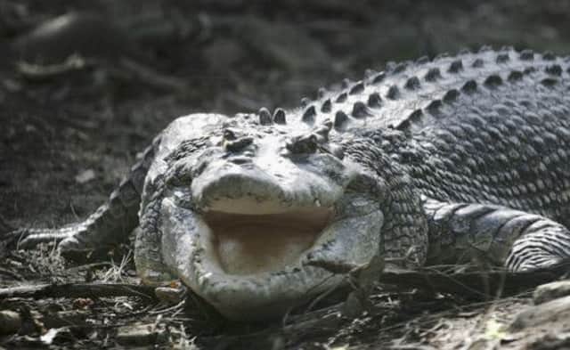 The giant saltwater crocodile was estimated to be six metres long. Picture: Getty