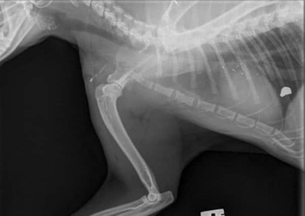 The x-ray image shows the pellet lodged in Flash Harry's body. Picture: SSPCA