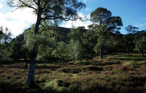 The Scots Pine is one suggestion. Picture: submitted
