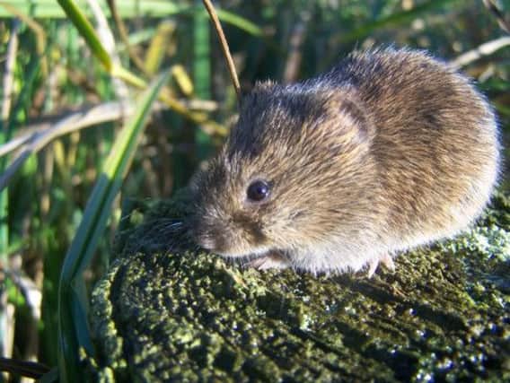 The Orkney vole originated from Belgium according to a new study