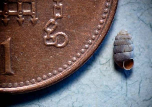 The creature measures just 4mm long by around 1.5 mm wide. Picture: Contributed