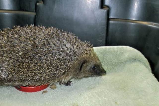 A hedgehog got completely entangled in a badminton court net. Picture: PA