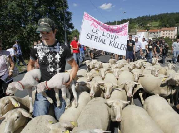 Shepherds in Langogne, France, protest over the reintroduced wolves that are stalking their flocks. Picture: Reuters