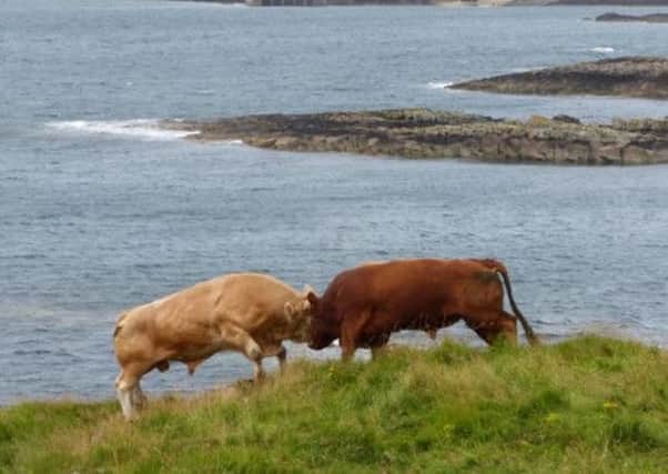 The two bulls face off at the cliff edge. Picture: Hemedia