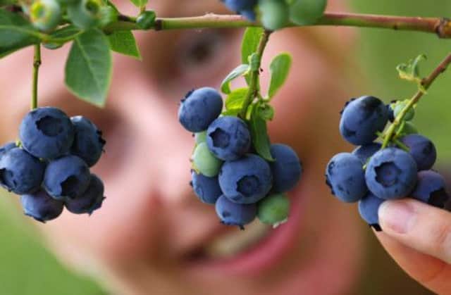 The blueberry is easier to grow and its popularity has been boosted by its reputation as a superfood. Picture: Getty