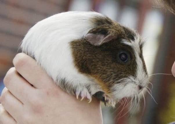 A guinea pig. The prison had two of the creatures, named Reggie and Ronnie Kray. Picture: Danny Lawson