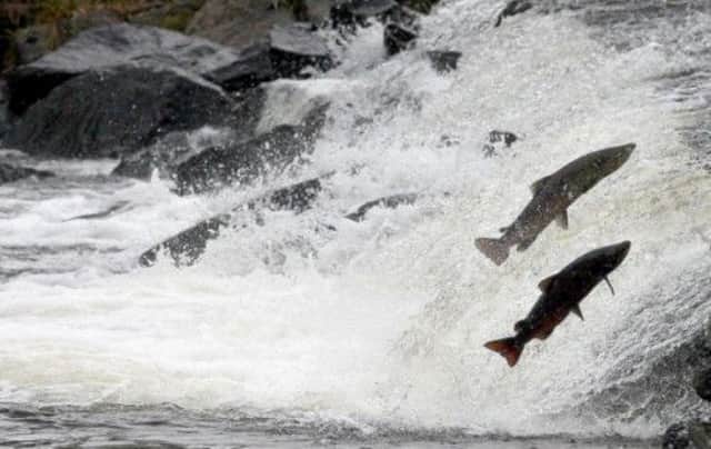 A bid by SNP ministers to boost exports of Scottish salmon to China has triggered a fresh human rights row. Picture: PA