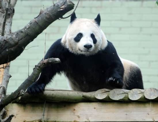Giant panda Tian Tian's possible pregnancy is proving complex. Picture: Ian Rutherford