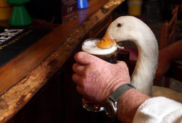 Star the duck tucks into a pint of ale. Picture: SWNS