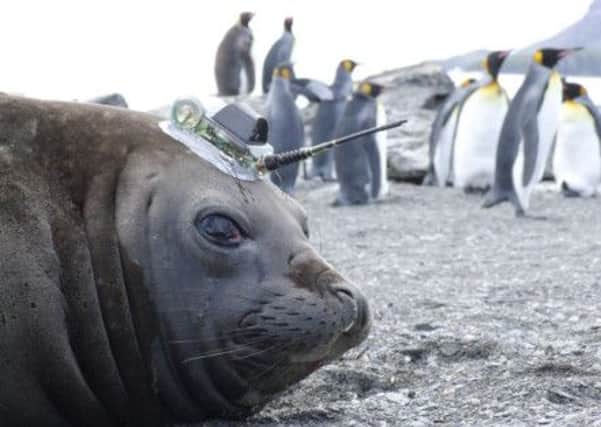 A seal wearing one of the tracking devices. Picture: Contributed