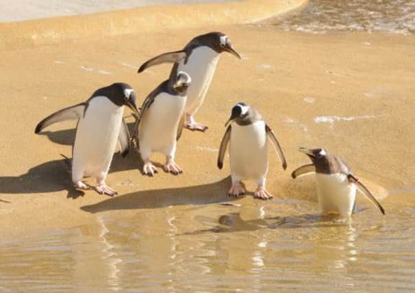 Edinburgh Zoo's penguins have benefited from Miss Laing's generosity. Picture: Ian Rutherford