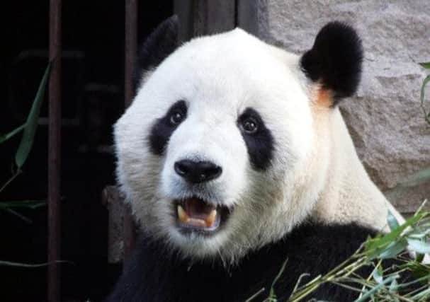 The panda loan has sparked a diplomatic row in divided Belgium. Picture: Getty