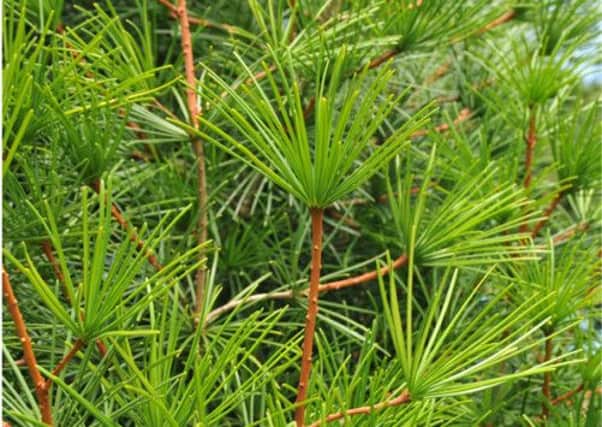 The Japanese umbrella pine is near-threatened. Picture: Complimentary