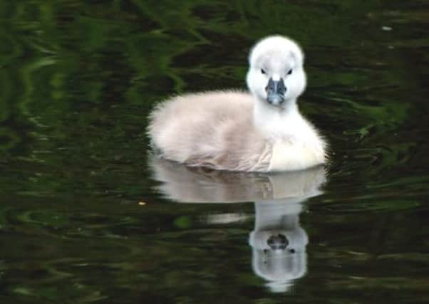 The SSPCA has reported a 100 per cent imncrease in the number of young swans requiring aid. Picture: Complimentary
