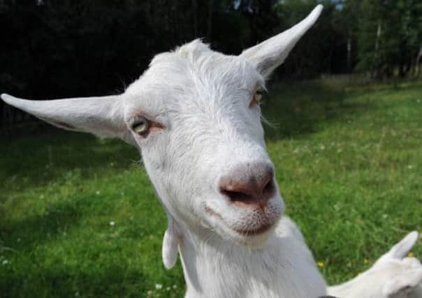 A man has been jailed for six weeks after admitting having sex with a goat in a barn. Picture: TSPL
