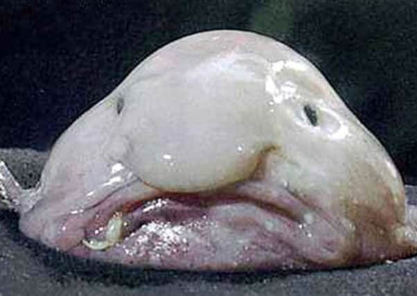 The blobfish (Psychrolutes marcidus) inhabits the deep waters off the coasts of the Australian mainland and Tasmania