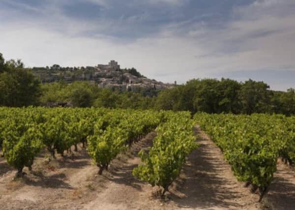 A vineyard in Menerbes