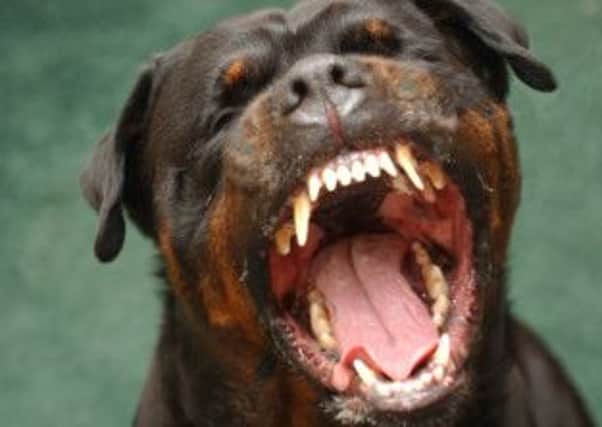 File photo of a rottweiler. Picture: Gareth Easton