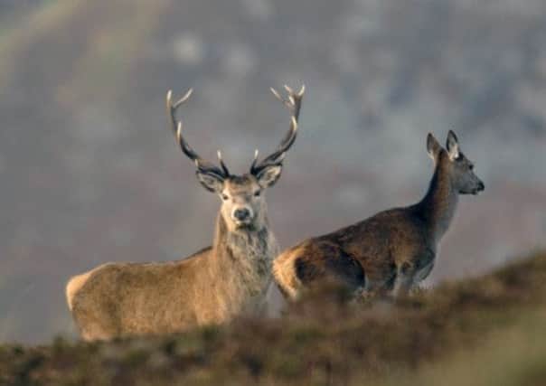 Raasay crofters have won the rights to shoot deer and grouse after a government U-turn. Picture: Ian Rutherford