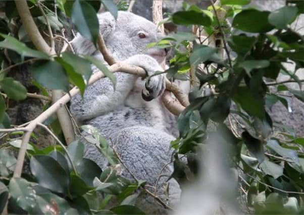 Alinga has only been at the zoo since April. Picture: Edinburgh Zoo