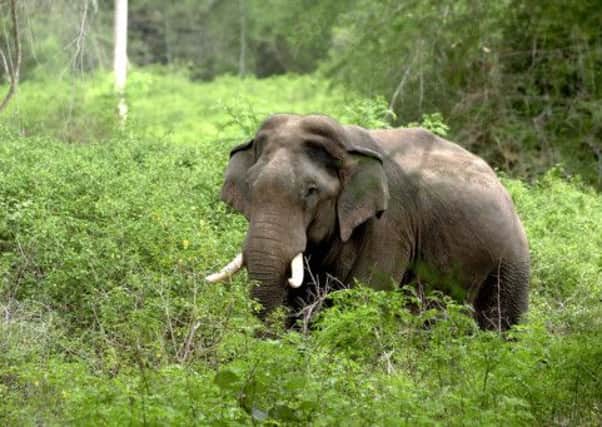 A British man has been trampled to death by an elephant in India. Picture: AFP