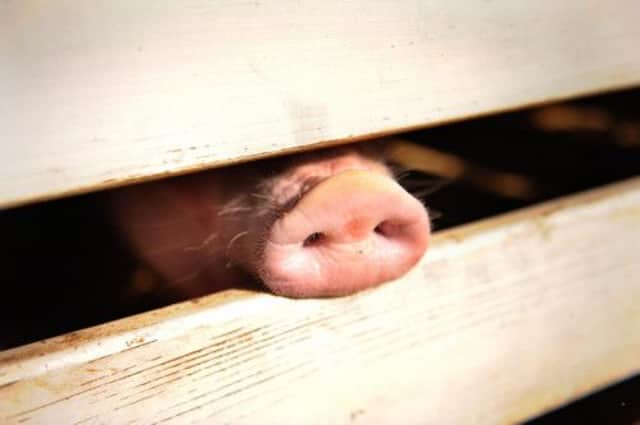More pork products can now be sold to China, including trotters. Picture: AFP/Getty Images