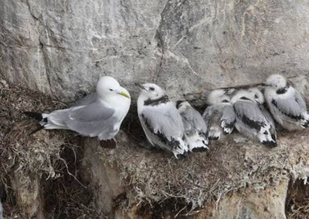 A kittiwake with its chicks  one of the growing number of species around the Scottish coast threatened by the effects of climate change and food shortages. Picture: Getty