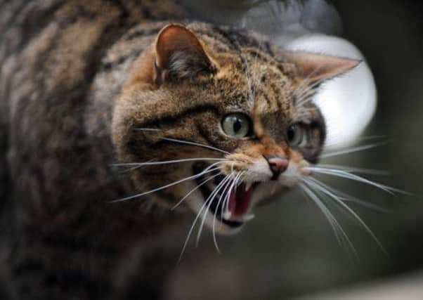 A Scottish wildcat in Cairngorm National Park. A campaign has been mounted to halt the decline of the species in Scotland. Picture: Ian Rutherford