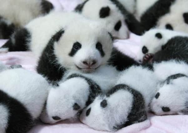 Fourteen panda cubs have been born in Chengdu Research Base of Giant Panda Breeding in China's Sichuan province. Picture: Getty