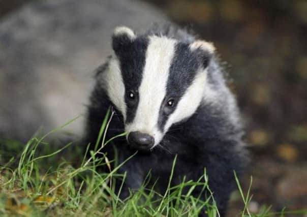 File photo of a badger. The SSPCA believe the snare caused the badger in Argyll to die a slow, painful death. Picture: PA