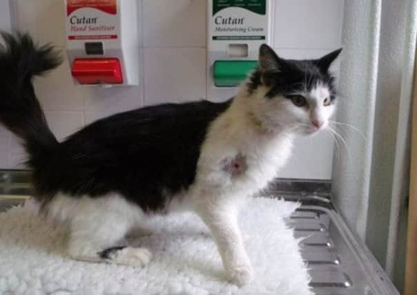 Poppy the cat was found seriously injured in the Hurlford area of Kilmarnock. Picture: SSPCA