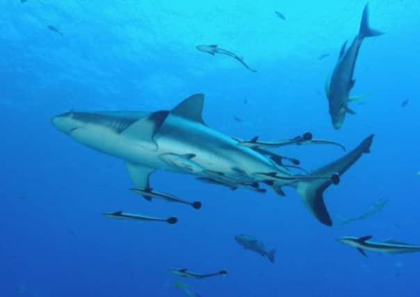 Aberdeen University scientists are working to establish whether shark antibodies could help the fight against breast cancer. Picture: Reuters