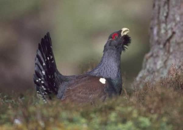 Capercaillies are under threat from pine martens, Scottish gamekeepers have warned. Picture: PA